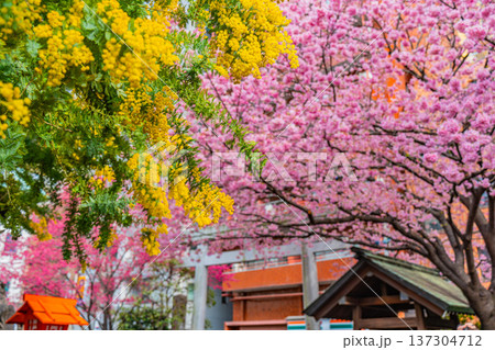 浅草 春の蔵前神社のミモザと河津桜 浅草 春の蔵前神社のミモザと河津桜 137304712