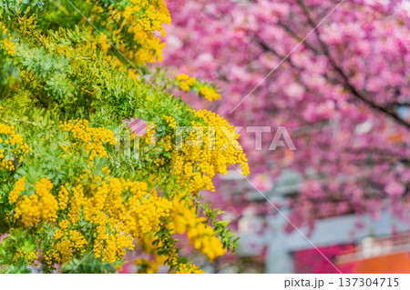 浅草　春の蔵前神社のミモザと河津桜 137304715