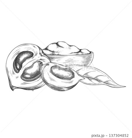 Lucuma cut fruits, bowl of powder and leaf sketch, vector hand drawn engraved ripe tropical eggfruits, superfood product Lucuma cut fruits, bowl of powder and leaf sketch, vector hand drawn engraved ripe tropical eggfruits, superfood product 137304852