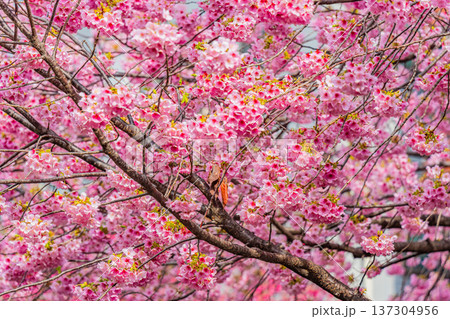 浅草　春の蔵前神社の河津桜 137304956