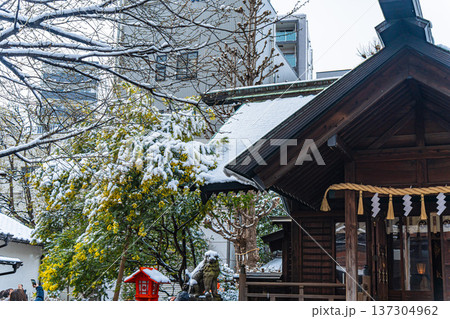 浅草 春の蔵前神社のミモザと雪 浅草 春の蔵前神社のミモザと雪 137304962