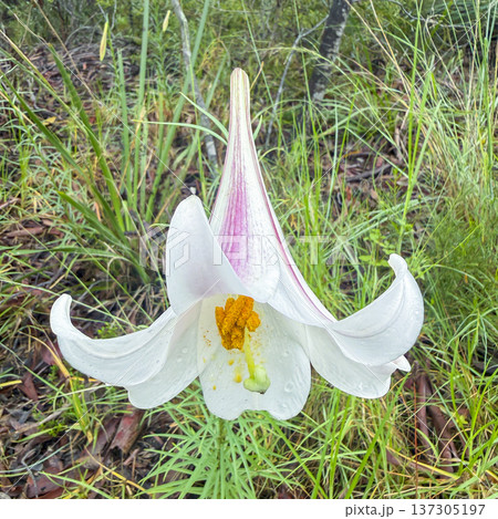 Photograph of a Trumpet Lily flower head Photograph of a Trumpet Lily flower head 137305197