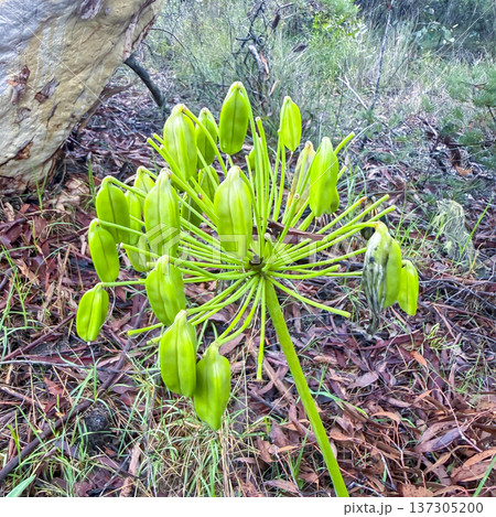 Photograph of an Agapanthus plant head before flowering 137305200