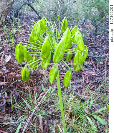 Photograph of an Agapanthus plant head before flowering 137305201