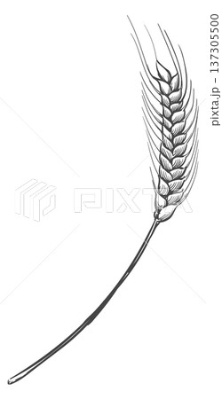 Organic farm crop sketch. Seed harvest drawing 137305500