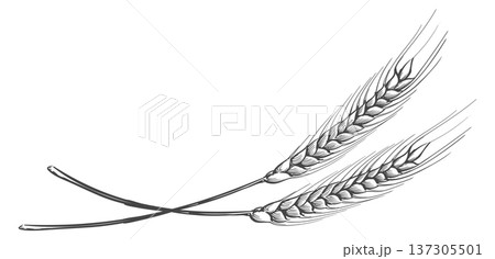 Raw crop ears crossed. Natural organic plant Raw crop ears crossed. Natural organic plant 137305501