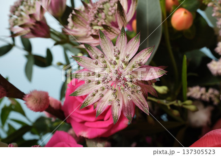 Floral background with macro of pink astrantia flower with star shaped petals in a colorful bouquet Floral background with macro of pink astrantia flower with star shaped petals in a colorful bouquet 137305523