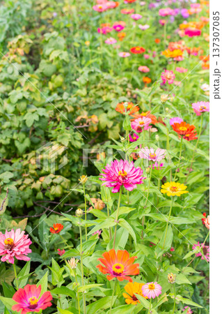 Bright flowers bloom in a garden during the afternoon of late summer. Green plants surround the colorful flowers, creating a vibrant scene full of life Bright flowers bloom in a garden during the afternoon of late summer. Green plants surround the colorful flowers, creating a vibrant scene full of life 137307085