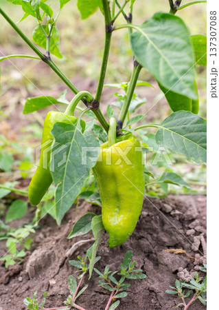 A person tends to a green chili pepper plant in a garden. The pepper hangs from the plant, surrounded by green leaves and soil. It is summer 137307088