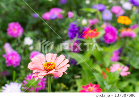 Different flowers are in bloom in a garden. Colors include pink, orange, and purple. Green leaves surround the flowers in a vibrant scene on a sunny day 137307090