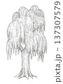 柳の木をイメージしたイラスト 137307579