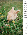 a small rabbit is eating grass in the grass 137309034