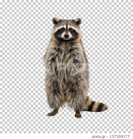 Raccoon Standing Upright in a Simple Setting During Daylight Hours 137309177