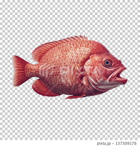 Fish Swimming in Clear Water at a Tropical Location During Bright Daylight Hours 137309178