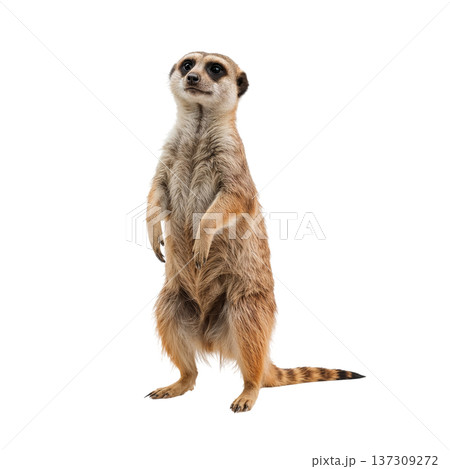 Meerkat Standing Alert in a Studio Setting During Daylight Hours 137309272