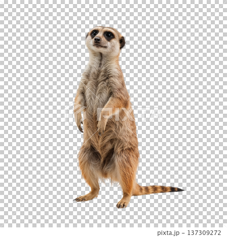 Meerkat Standing Alert in a Studio Setting During Daylight Hours 137309272