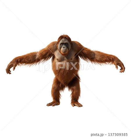 Orangutan Stands in Front of White Background Showing Posture and Fur at a Zoo or Wildlife Center 137309385