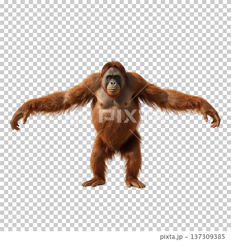 Orangutan Stands in Front of White Background Showing Posture and Fur at a Zoo or Wildlife Center 137309385