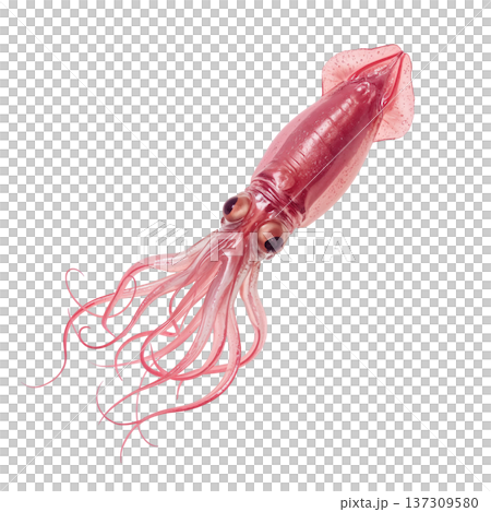 Giant Squid Swims Through Clear Water Showcasing Its Long Tentacles and Unique Body Shape 137309580