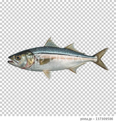 Fish Swimming in a River, Showing Its Natural Colors and Features During Daytime Hours 137309586