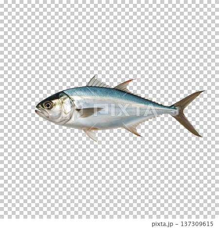 Fish Swimming in Water, Showing Body and Fins, in Natural Habitat, During Daylight Hours, Coastal Region 137309615