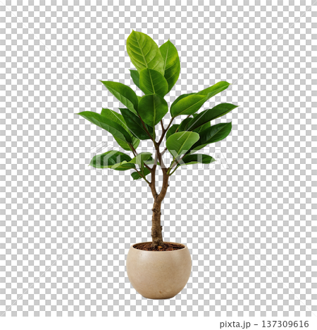 Green Plant With Broad Leaves in a Simple Pot Located Indoors on a White Background 137309616