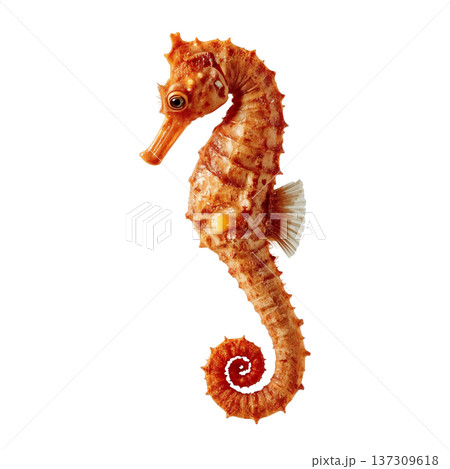 Seahorse Swimming in Clear Water Showcasing Its Unique Shape and Colors During the Day 137309618