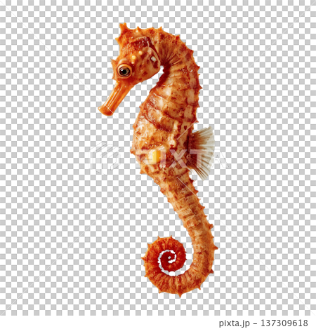 Seahorse Swimming in Clear Water Showcasing Its Unique Shape and Colors During the Day 137309618