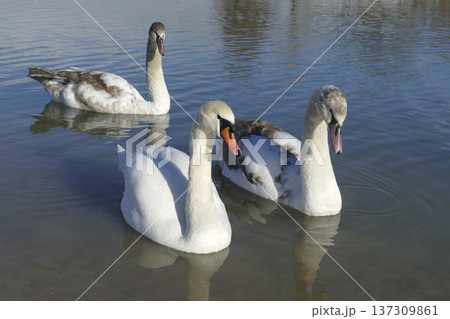 Three white swans at a lake Three white swans at a lake 137309861