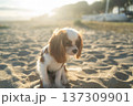 Cavalier king charles spaniel puppy resting on beach sand during golden hour, sun illuminating its fur 137309901