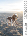 Cavalier king charles spaniel puppy wearing a harness and leash, exploring the granular sand of a beach during golden hour 137309902