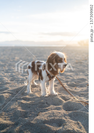 Cavalier king charles spaniel puppy wearing a harness and leash, exploring the granular sand of a beach during golden hour Cavalier king charles spaniel puppy wearing a harness and leash, exploring the granular sand of a beach during golden hour 137309902