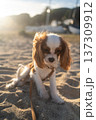Cavalier king charles spaniel puppy, with a brown leash and harness, resting on the beach sand during golden hour 137309912