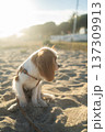 Cavalier king charles spaniel puppy in harness sitting on sandy beach at sunset, enjoying warm summer weather outdoors 137309913