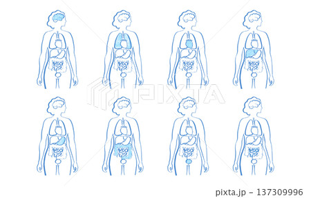 Internal Organs Sketch 137309996