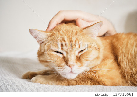 Male hand petting ginger cat bringing comfort and relaxation Male hand petting ginger cat bringing comfort and relaxation 137310061