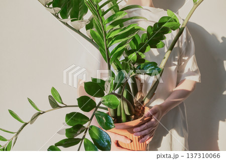 Person holding decorative zz plant in terracotta pot with shadows Person holding decorative zz plant in terracotta pot with shadows 137310066