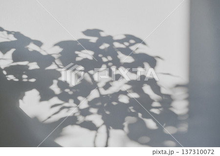Plant shadows creating an abstract pattern on textured white wall in natural light Plant shadows creating an abstract pattern on textured white wall in natural light 137310072