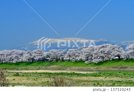 宮城県 白石川堤 一目千本桜と蔵王連峰 宮城県 白石川堤 一目千本桜と蔵王連峰 137310243