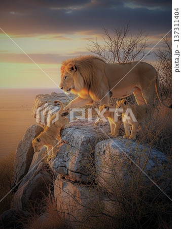 百獣の王ライオンと獅子の子落としの試練 崖から子を試す親ライオンの寓話イメージAI画像 137311404