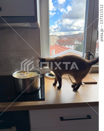 Curious siamese cat walking near boiling soup pot on modern kitchen countertop beside window with cloudy sky and residential rooftops. Domestic routine, pet curiosity, cooking process, home kitchen 137311512