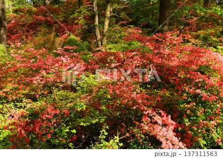東秩父村 二本木峠 山つつじ 東秩父村 二本木峠 山つつじ 137311563