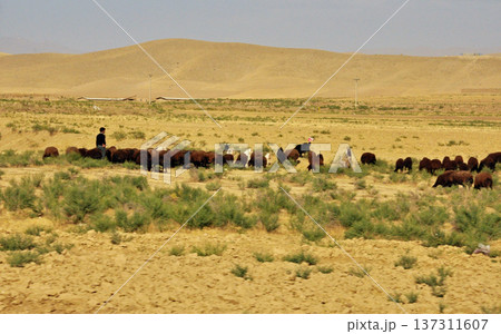 イラン北西部、西アゼルバイジャン州　クルド人地域　放牧 137311607