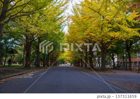 北海道大学 初秋のイチョウ並木【穏やかな道路】 北海道大学 初秋のイチョウ並木【穏やかな道路】 137311659