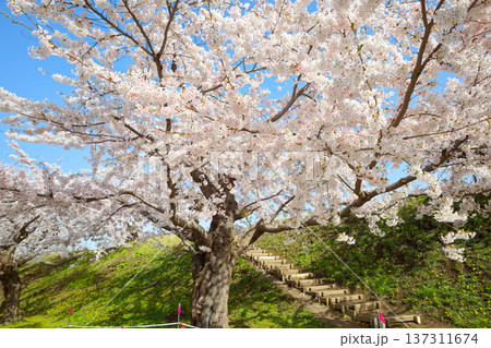 五稜郭公園の桜 137311674