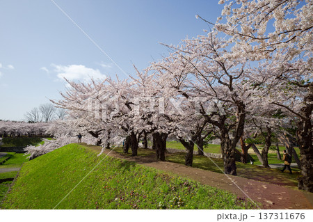 五稜郭公園の桜 五稜郭公園の桜 137311676