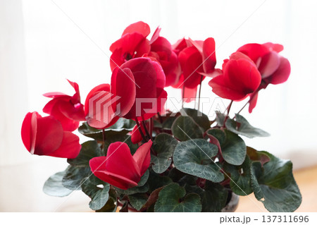 赤いシクラメンの花 137311696