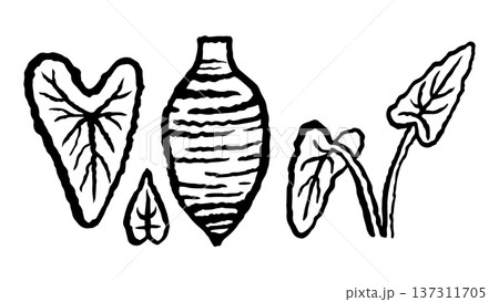 Taro Plant root and leaves set. Ink black hand drawn line illustration on white background. Taro Plant root and leaves set. Ink black hand drawn line illustration on white background. 137311705