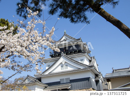 岡崎城 桜 137311725