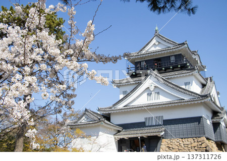 岡崎城 桜 岡崎城 桜 137311726